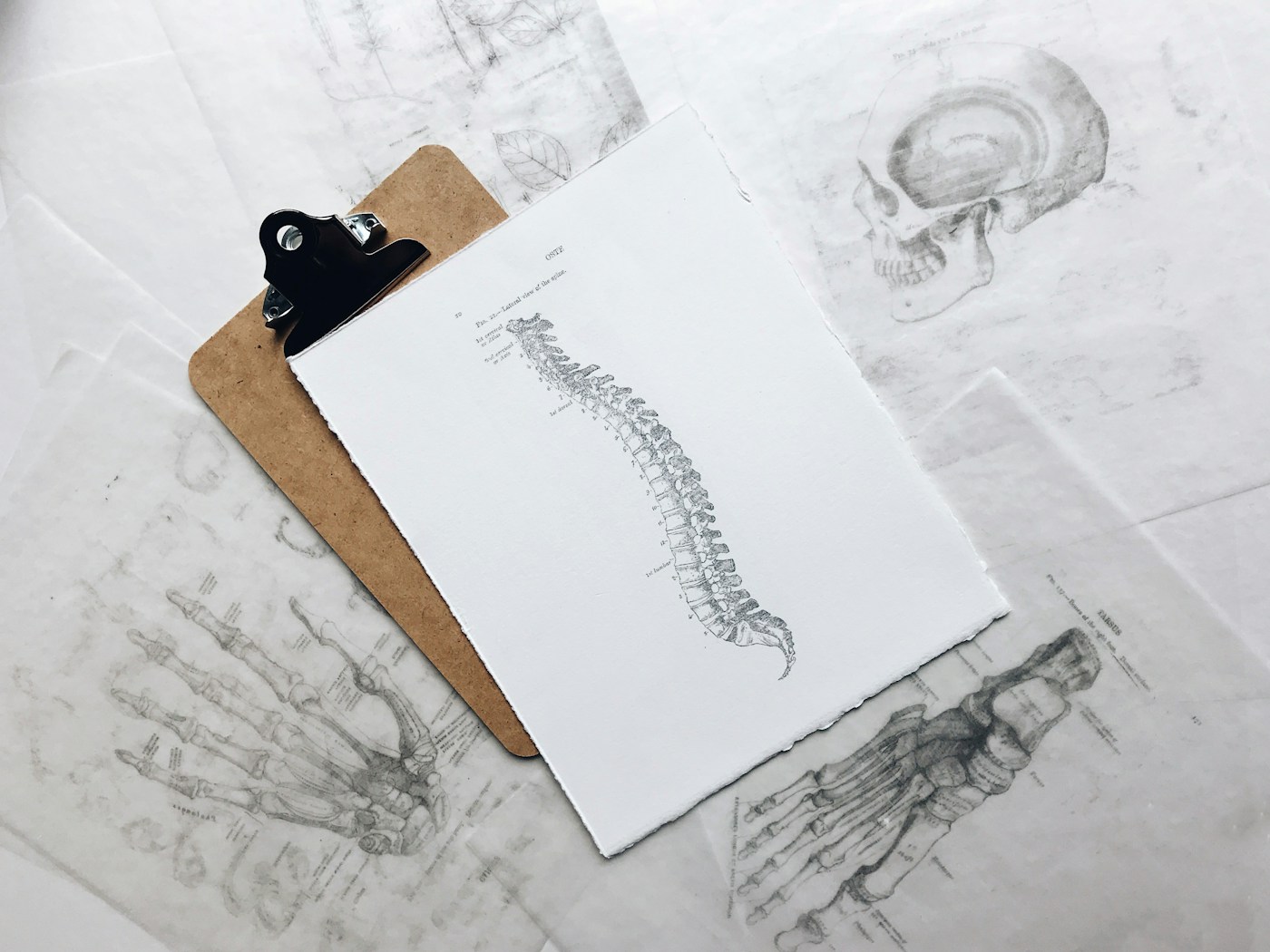 Support présentant une colonne vertébrale. Photographie d’illustration de l’anatomie du dos.